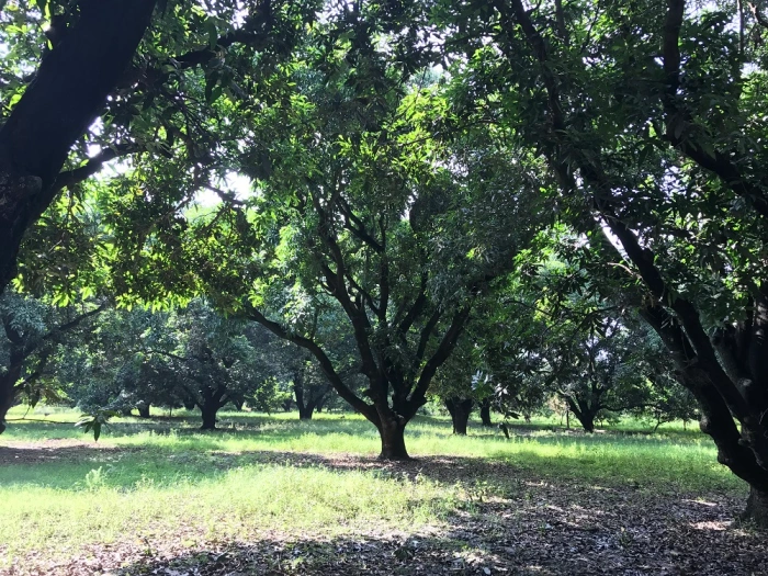 mango tree